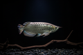 Premium Silver Arowana
